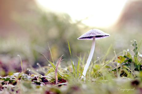 De herfst is om van te houden