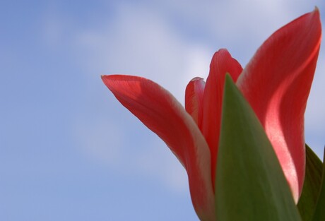 tulip in the sky