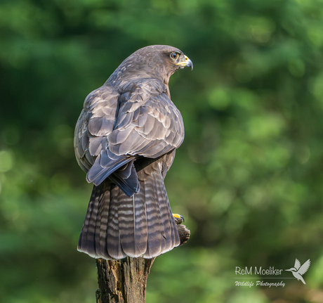 De buizerd.