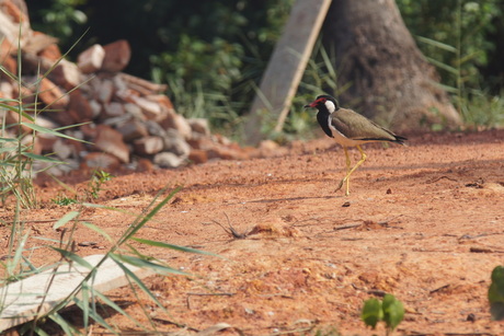 Vogel op Sri Lanka