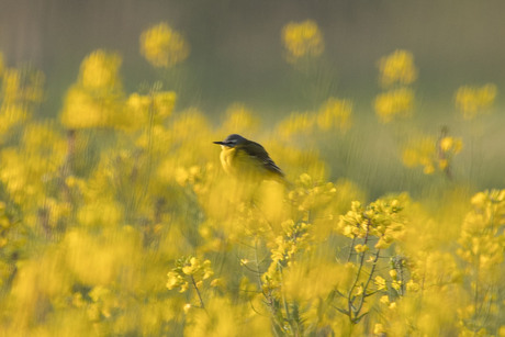 voorjaar op z'n mooist!