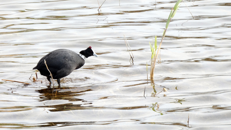 Knobbelmeerkoet