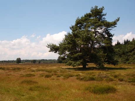 Veluwe 1