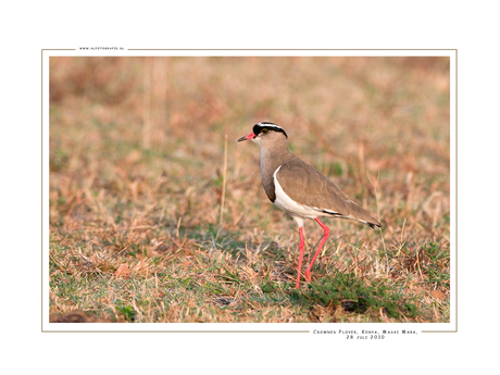 Crowned Plover, Kenia