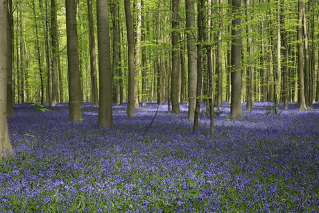 Hallerbos