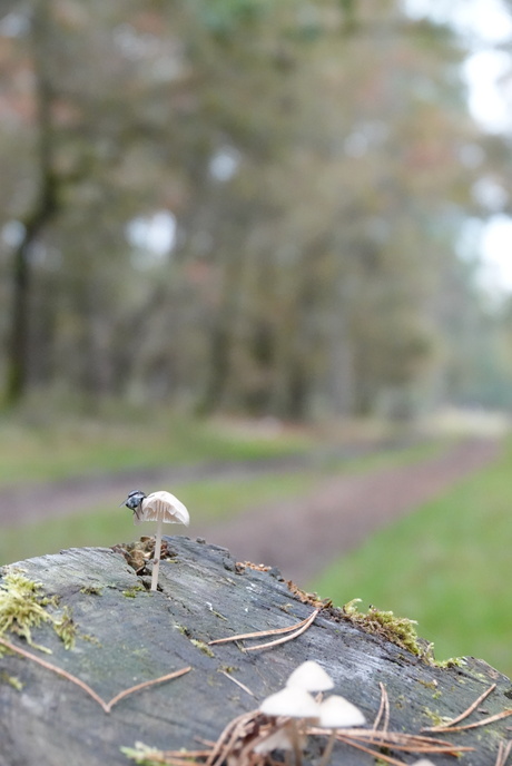 Herfst in Twente 