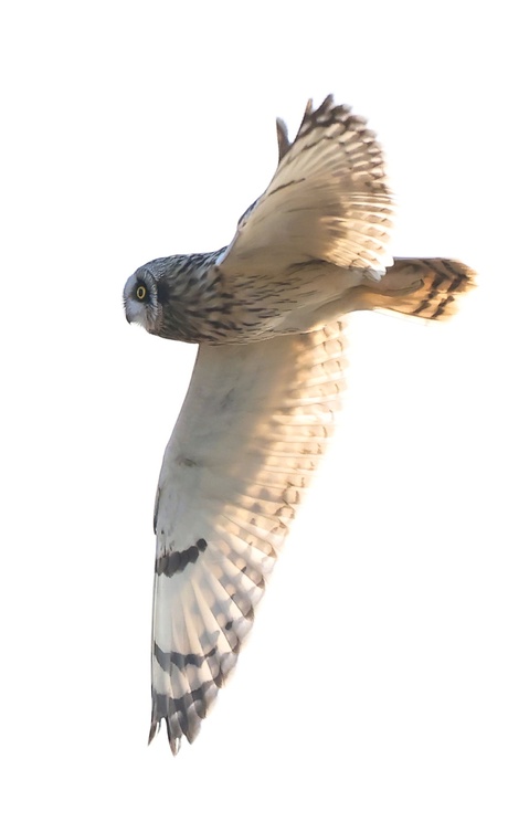 Met de zon in de vleugels