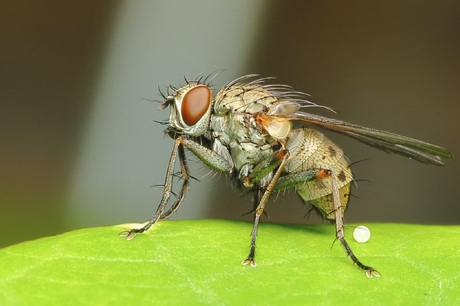 Coenosia tigrina