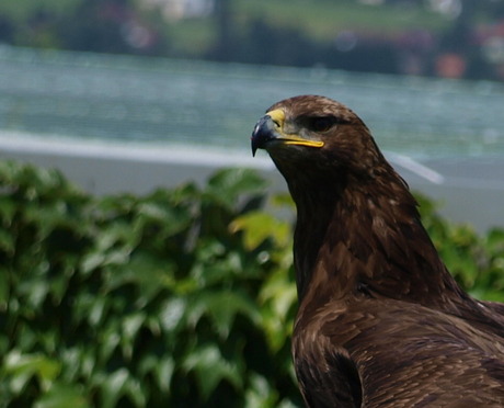 Vogelshow Oostenrijk