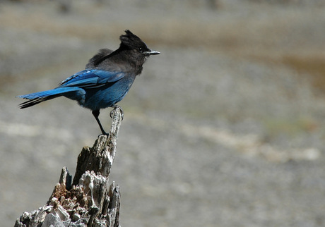 Stellar's Jay