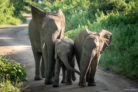 Olifanten in Lake Manyara