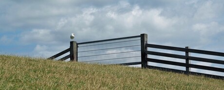 waddendijk