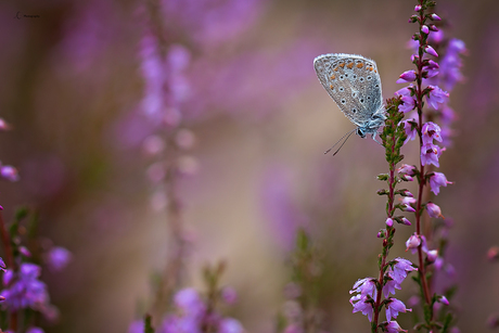 Colors of summer