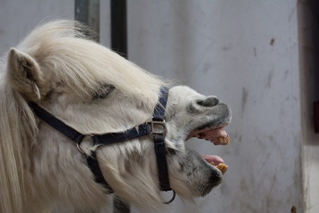 Gegeven paard nooit in de bek kijken