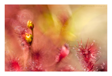 Sundew fairytale.......