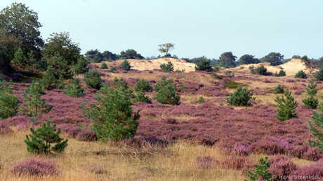 Heide Drents-Friese Wold