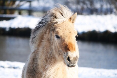 Heerlijk winterweerri