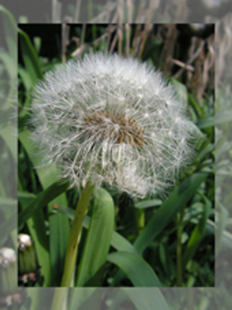 Paardebloem