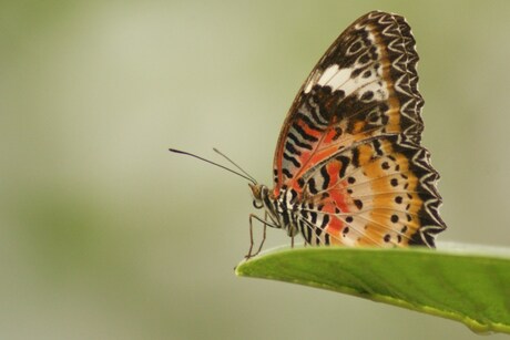 vlinder in de vlindertuin