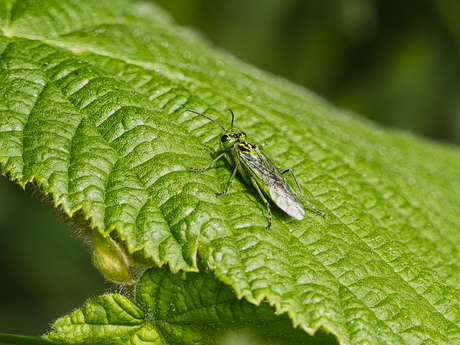Rhogogaster viridis sl (bladwesp)