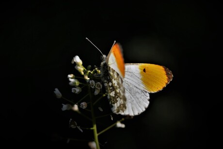 tip in het spotlicht