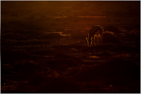 Springbok in laatste zonlicht