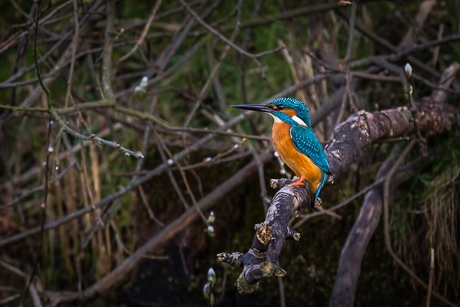 ijsvogel