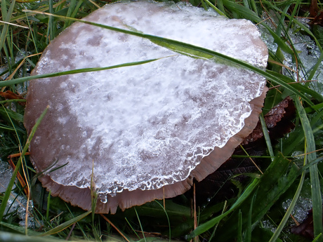 Sneeuw Pannenkoek op....