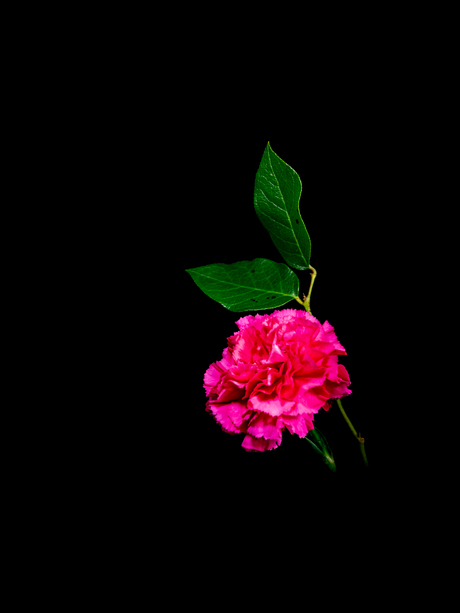 Just a rose........