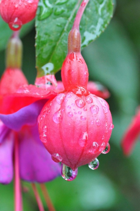 Steeds maar weer regen