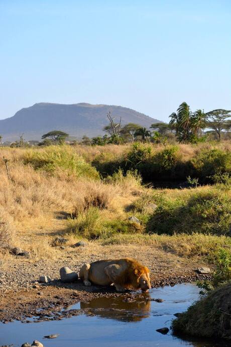 Lion in Serengeti NP