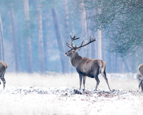 Edelhert in sneeuw 