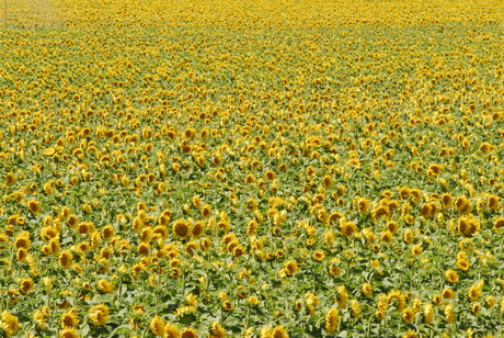 duizenden zonnebloemen