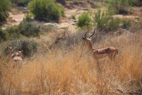 Impala’s blik