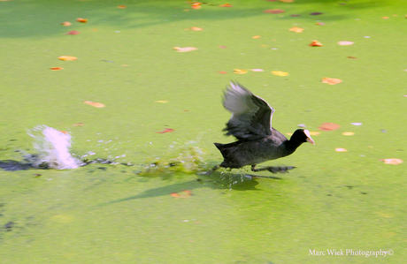 Lopen over water