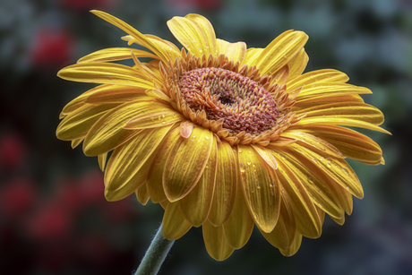 Gerbera in de regen