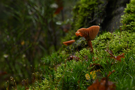 Paddenstoelen