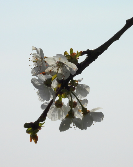 Zonnig voorjaar, vroege bloei