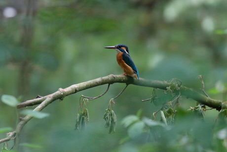 ijsvogel