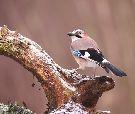 Winter sfeertje  Vlaamse gaai