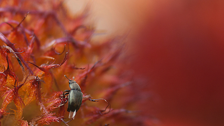 kevertje op een bloem