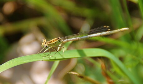 Libelle in de zon