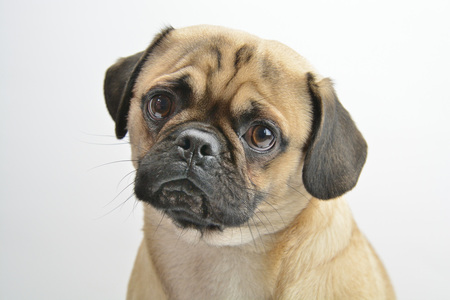 Duitse Retro Mops - Als je een mopshond goed bekijkt dan zie je een hond met een zeer opvallend uiterlijk en een enthousiaste uitdrukking, je ziet een hond met een rond  - foto door johandekens op 06-01-2020 - deze foto bevat: dieren, huisdier, hond, mopshond, nieuwsgierig, vriendelijk, rashond, attent, krul in de staart