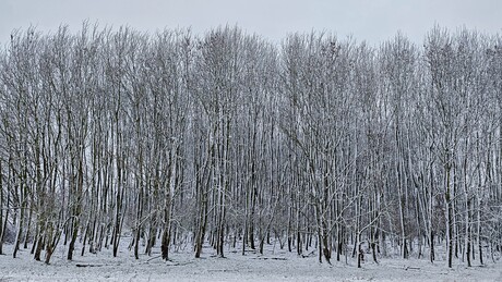 Besneeuwd natuurgebied