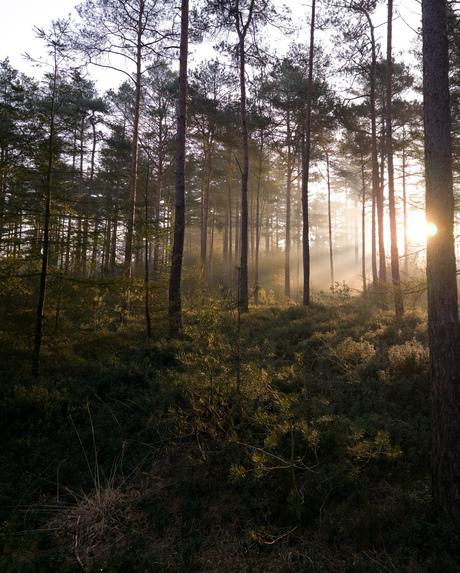 Ochtendgloren