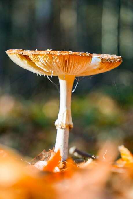 Op een grote paddenstoel 