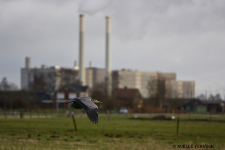 Reiger