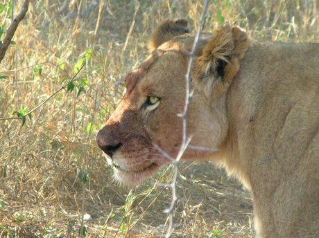 Hungry lioness