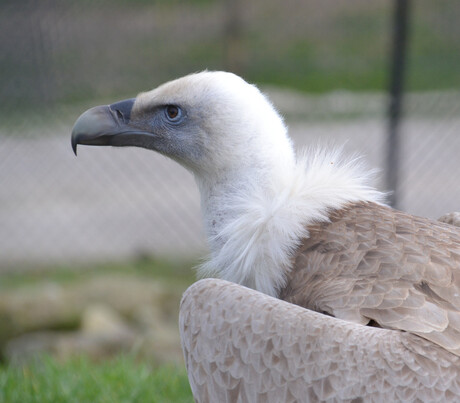 Roofvogel