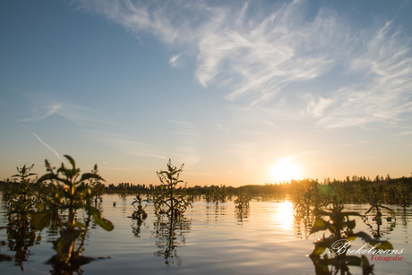 Ondergaande zon Biesbosch